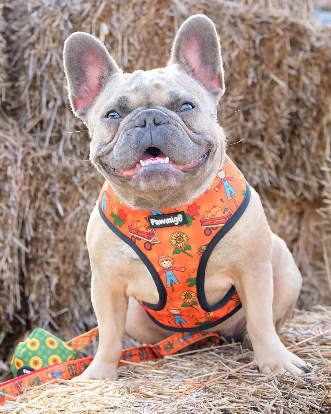 Pupkin Patch Reversible Harness Pawmigo