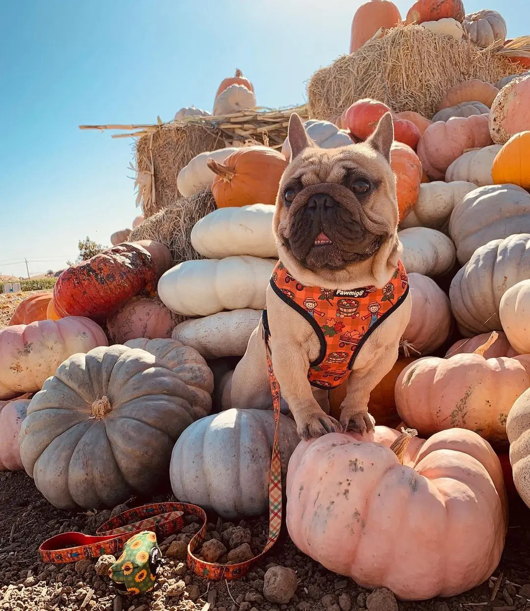 Pupkin Patch Reversible Harness Pawmigo