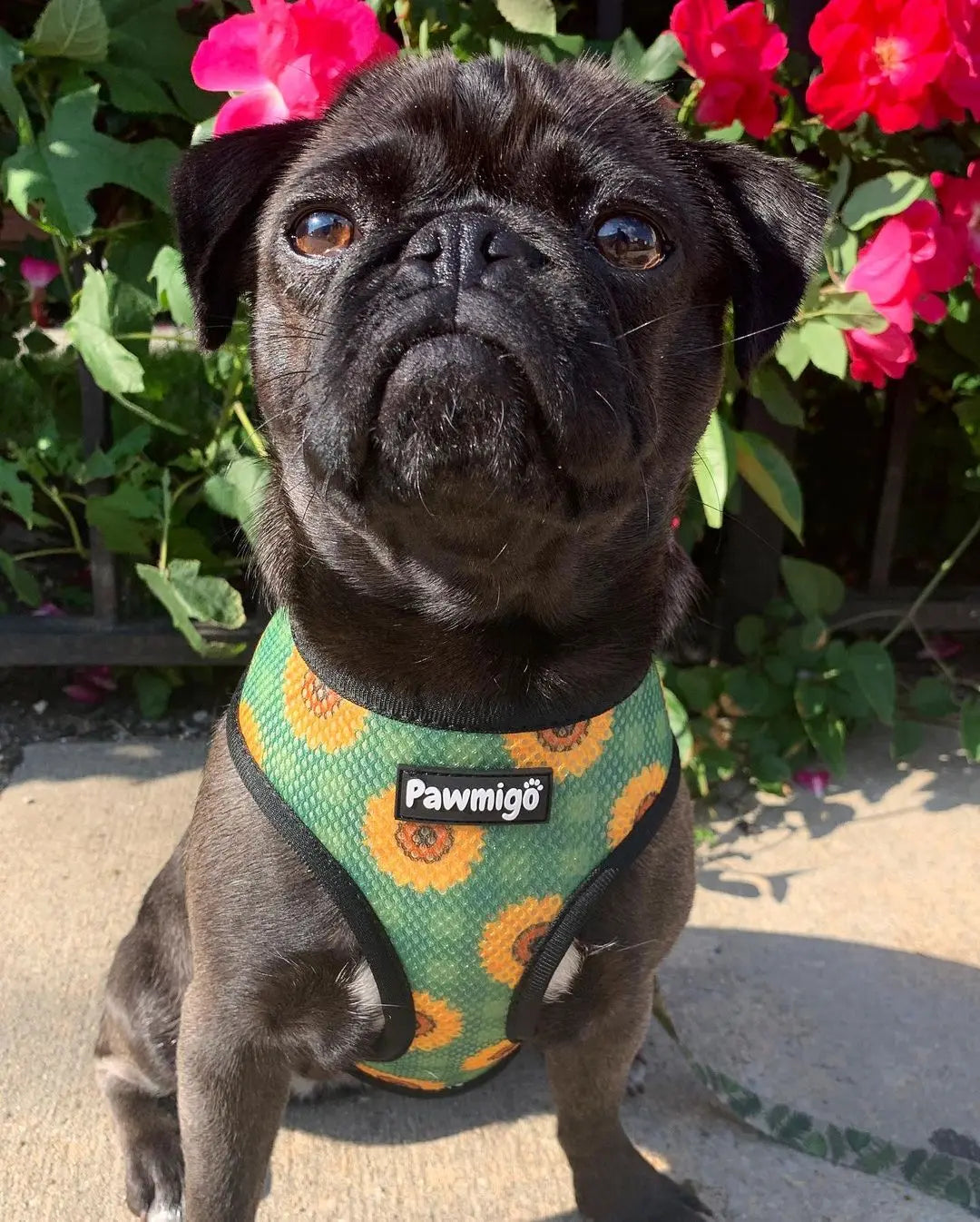 Pupkin Patch Reversible Harness Pawmigo