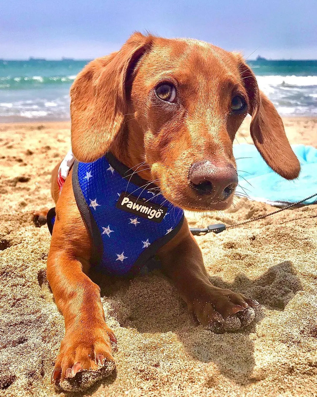 Red, White & Bark Reversible Harness Pawmigo