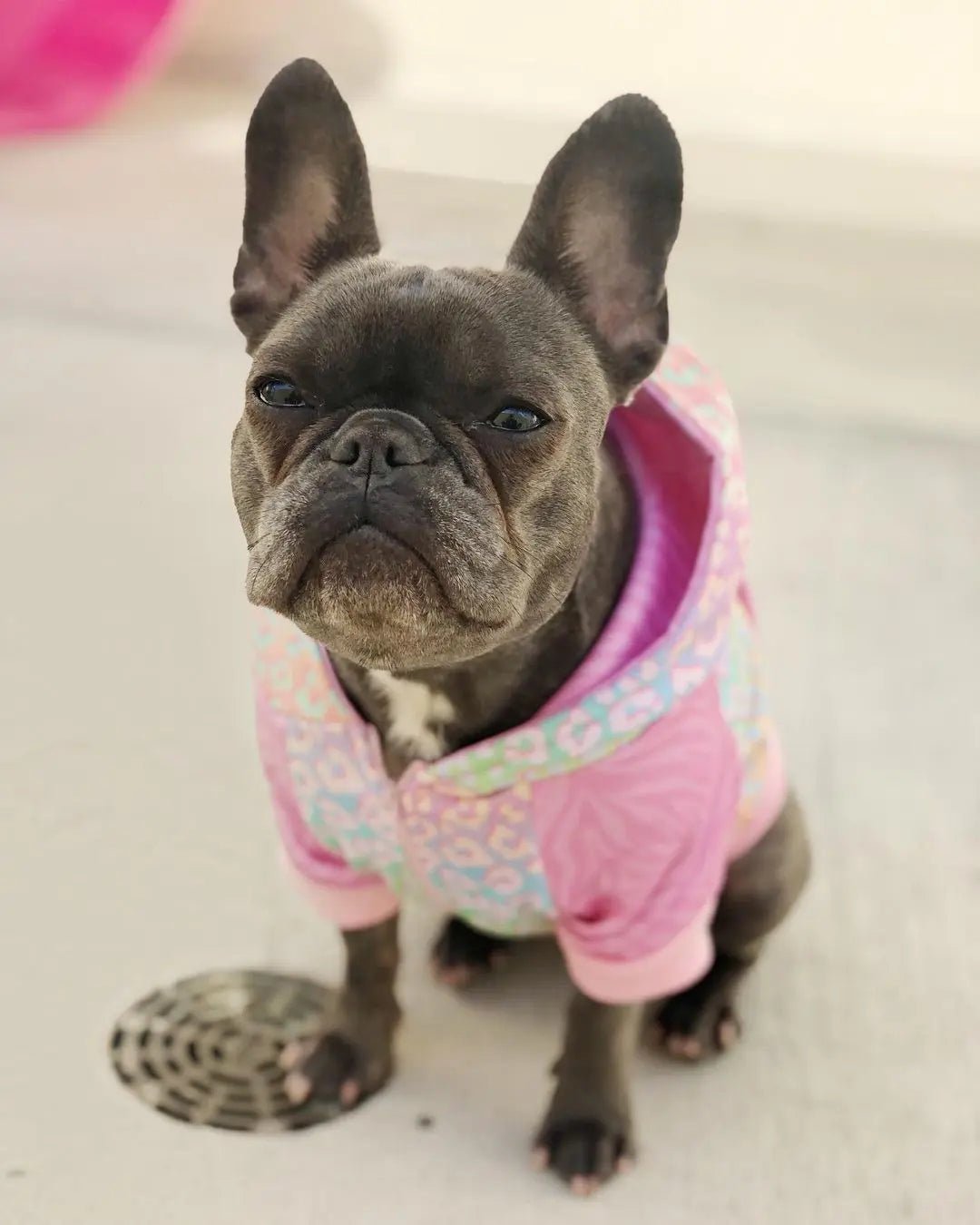 Slumber Pawty Hoodie Pawmigo