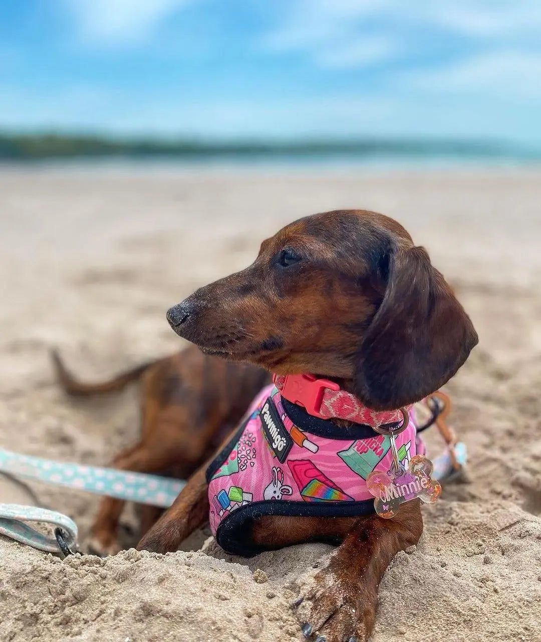 Slumber Pawty Reversible Harness Pawmigo