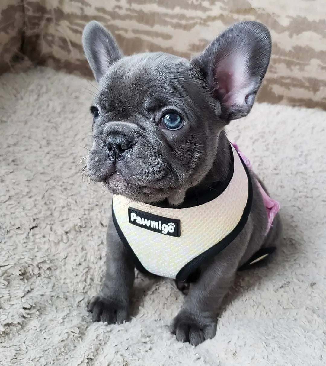 Slumber Pawty Reversible Harness Pawmigo