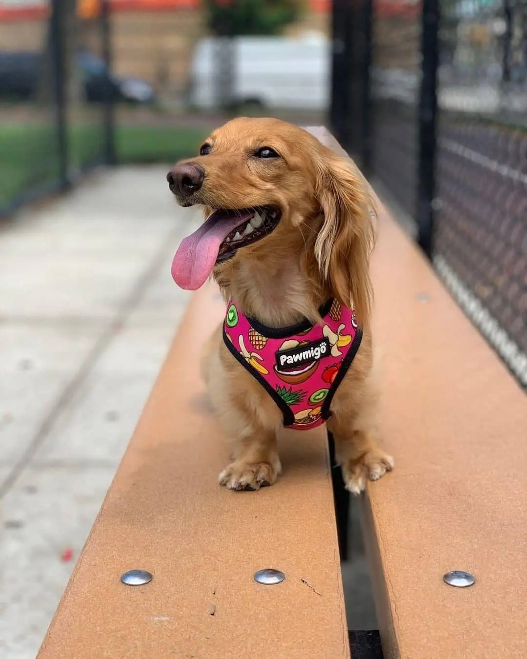 Snack Shack Reversible Harness Pawmigo