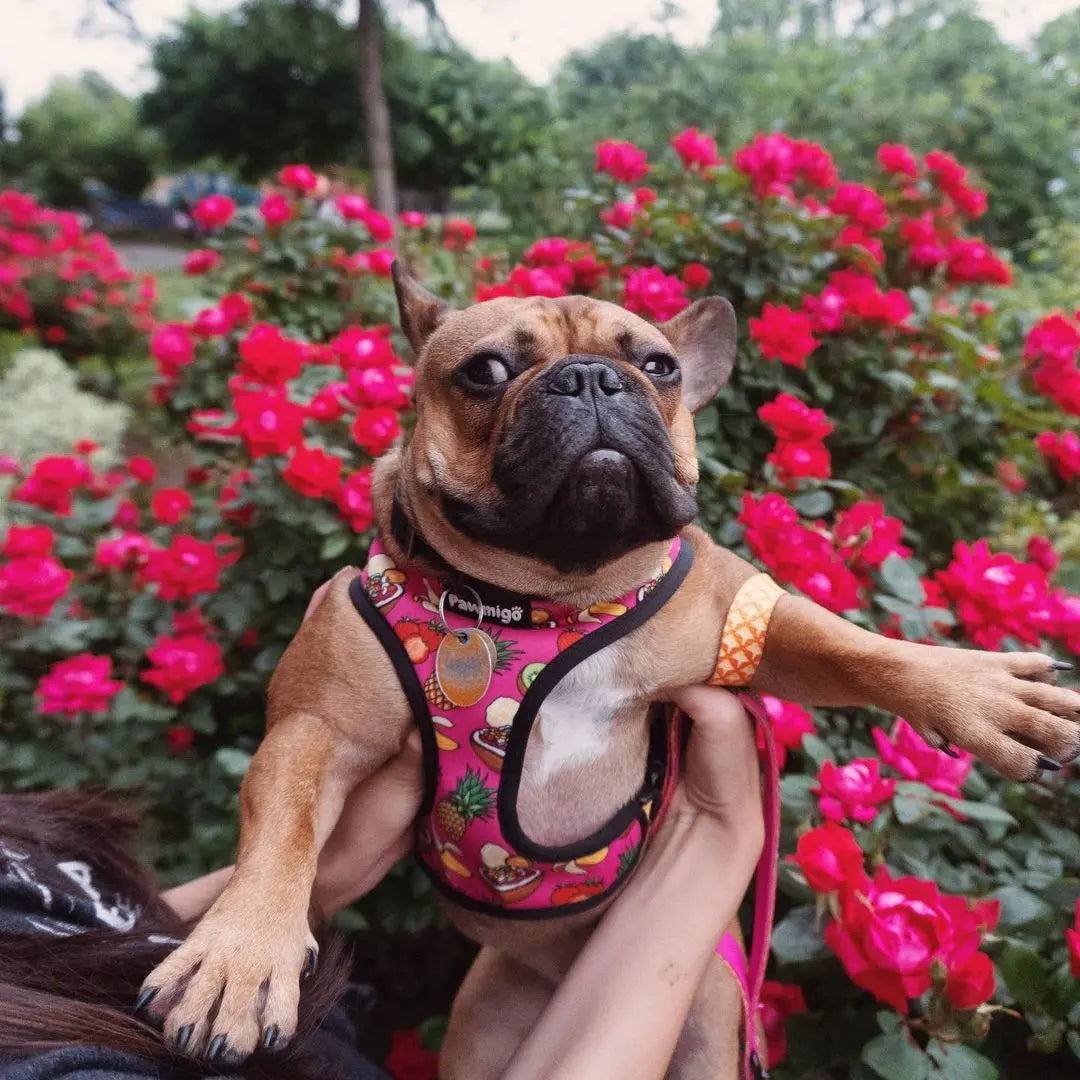 Snack Shack Reversible Harness Pawmigo