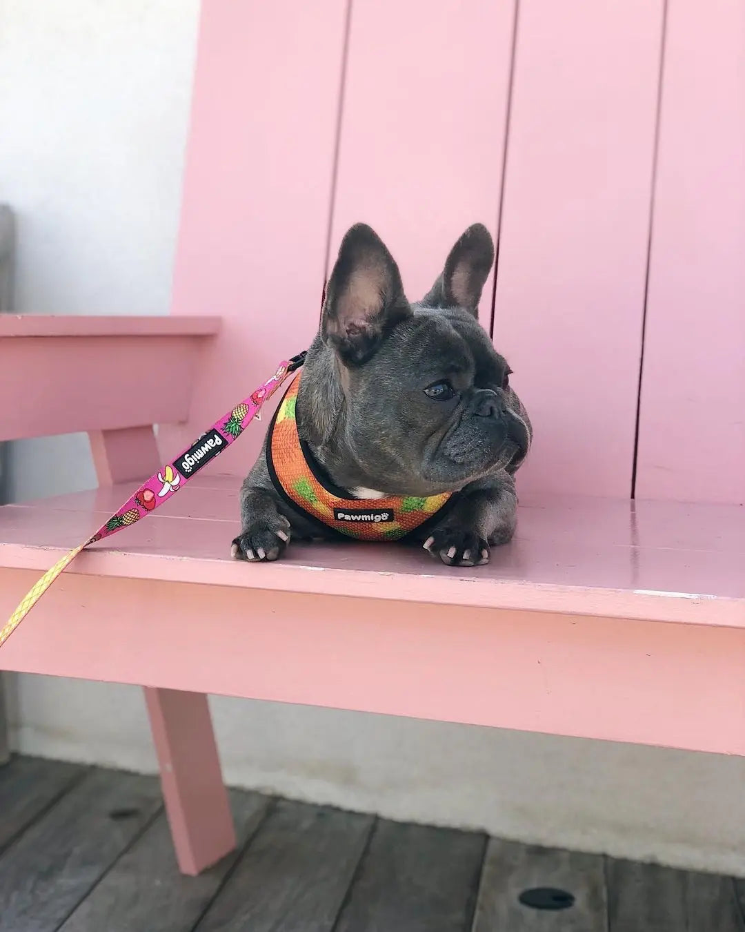 Snack Shack Reversible Harness Pawmigo