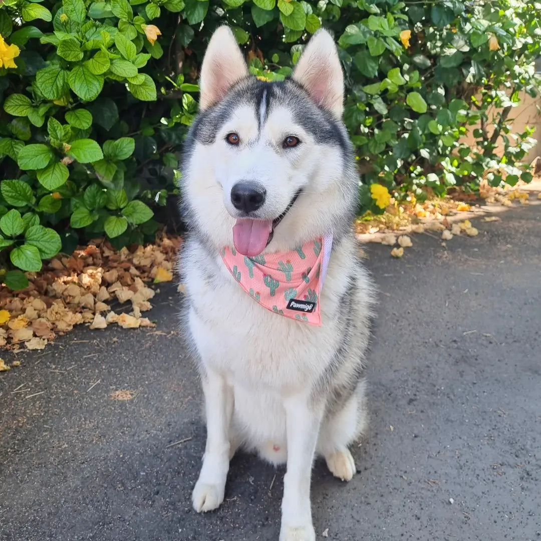 Succa For You Cooling Bandana Pawmigo