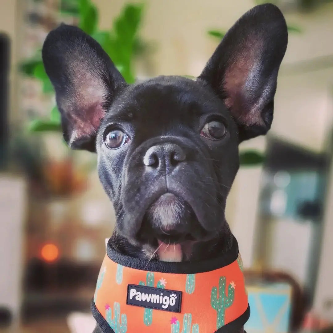 Succa For You Reversible Harness Pawmigo