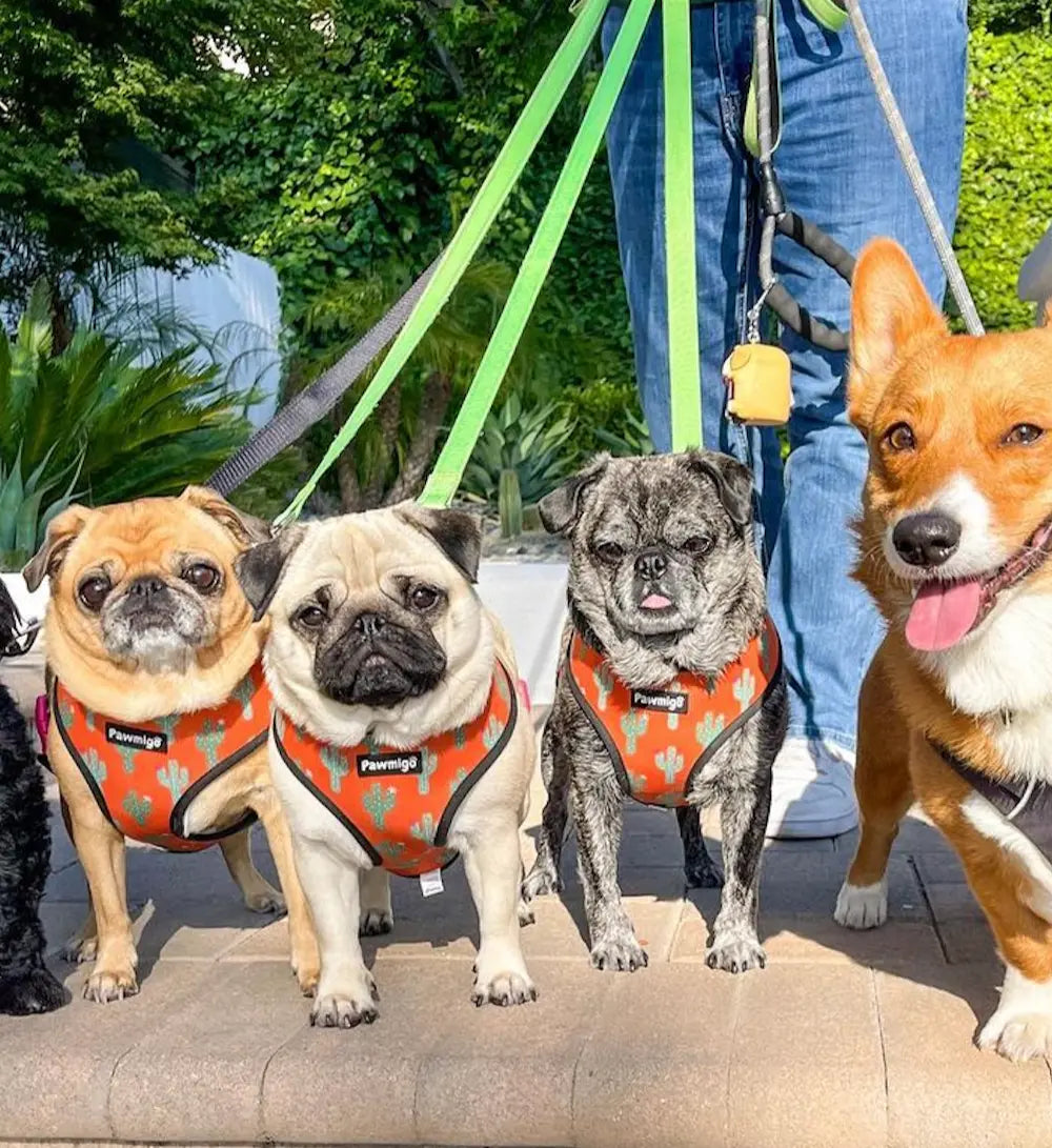 Succa For You Reversible Harness Pawmigo