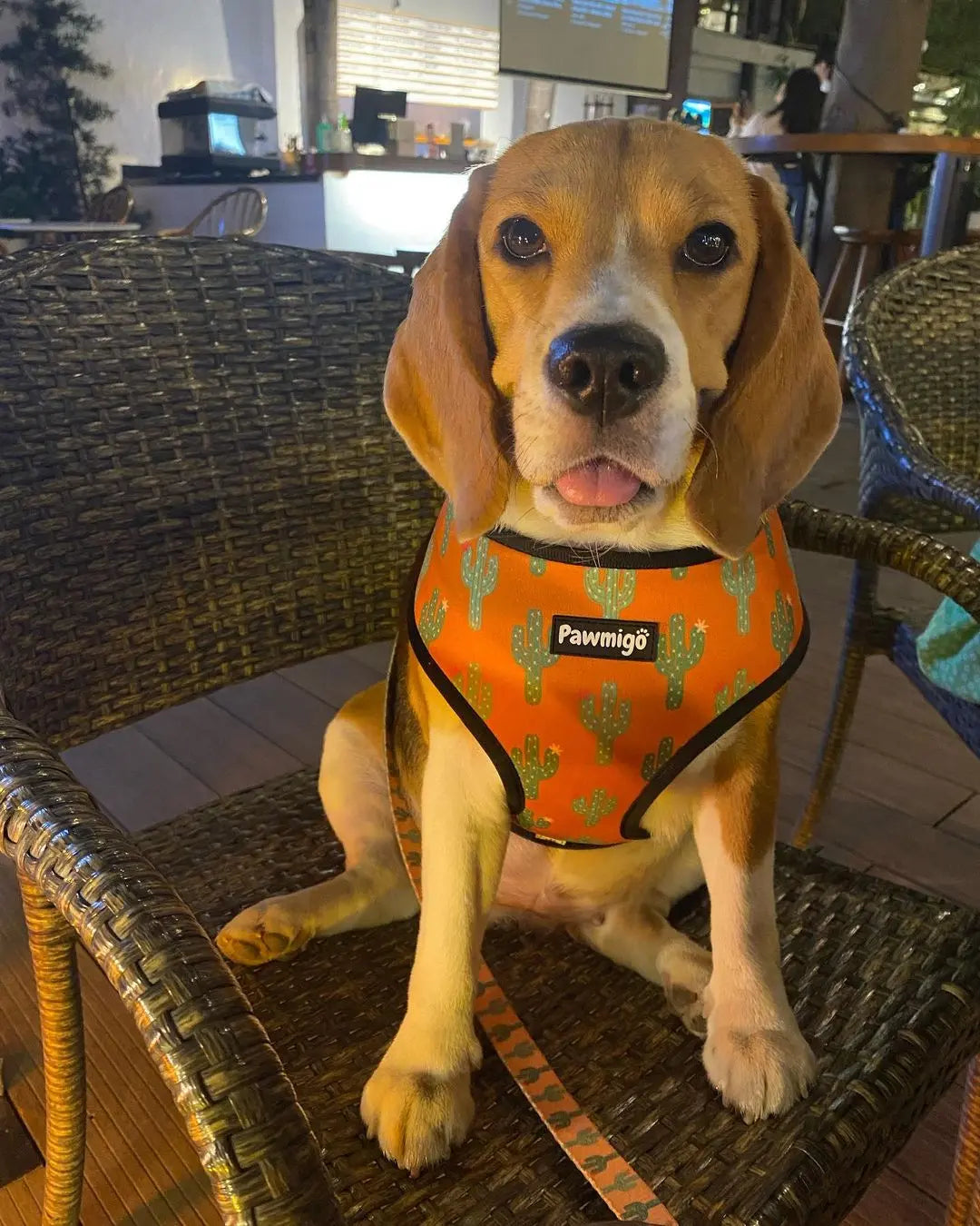 Succa For You Reversible Harness Pawmigo