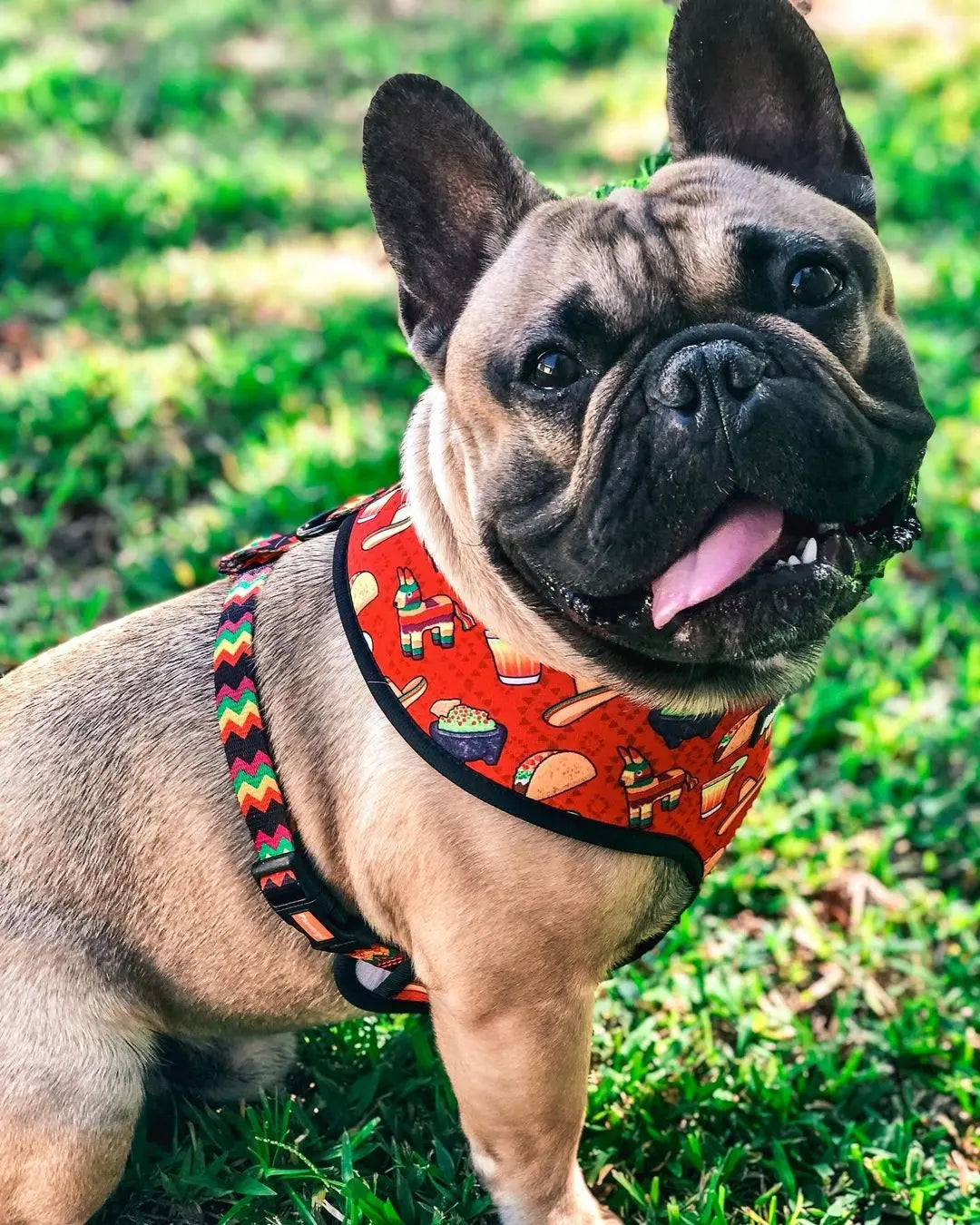 Taco Tuesday Reversible Harness Pawmigo