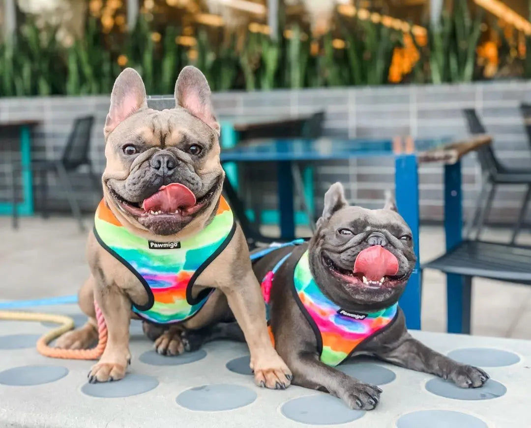 Tie-Dye For Reversible Harness Pawmigo