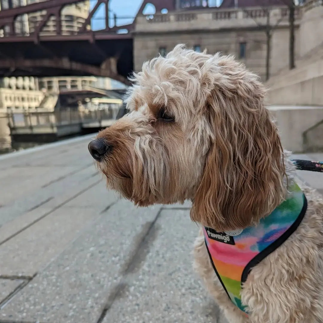 Tie-Dye For Reversible Harness Pawmigo