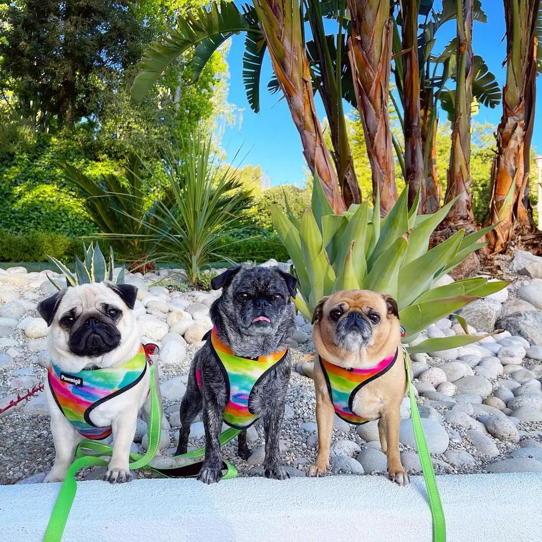 Tie-Dye For Reversible Harness Pawmigo
