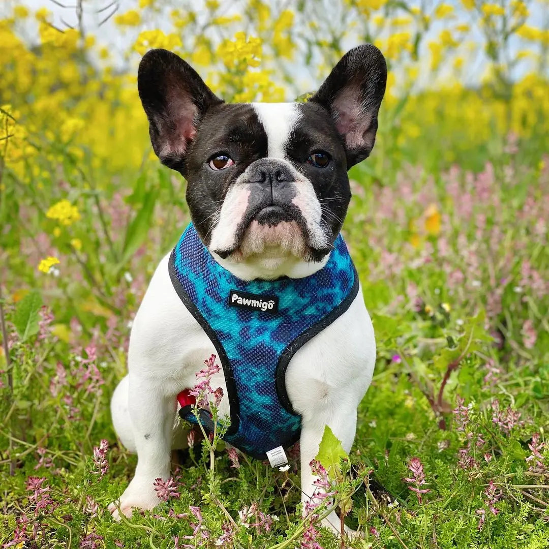 Tie-Dye For Reversible Harness Pawmigo