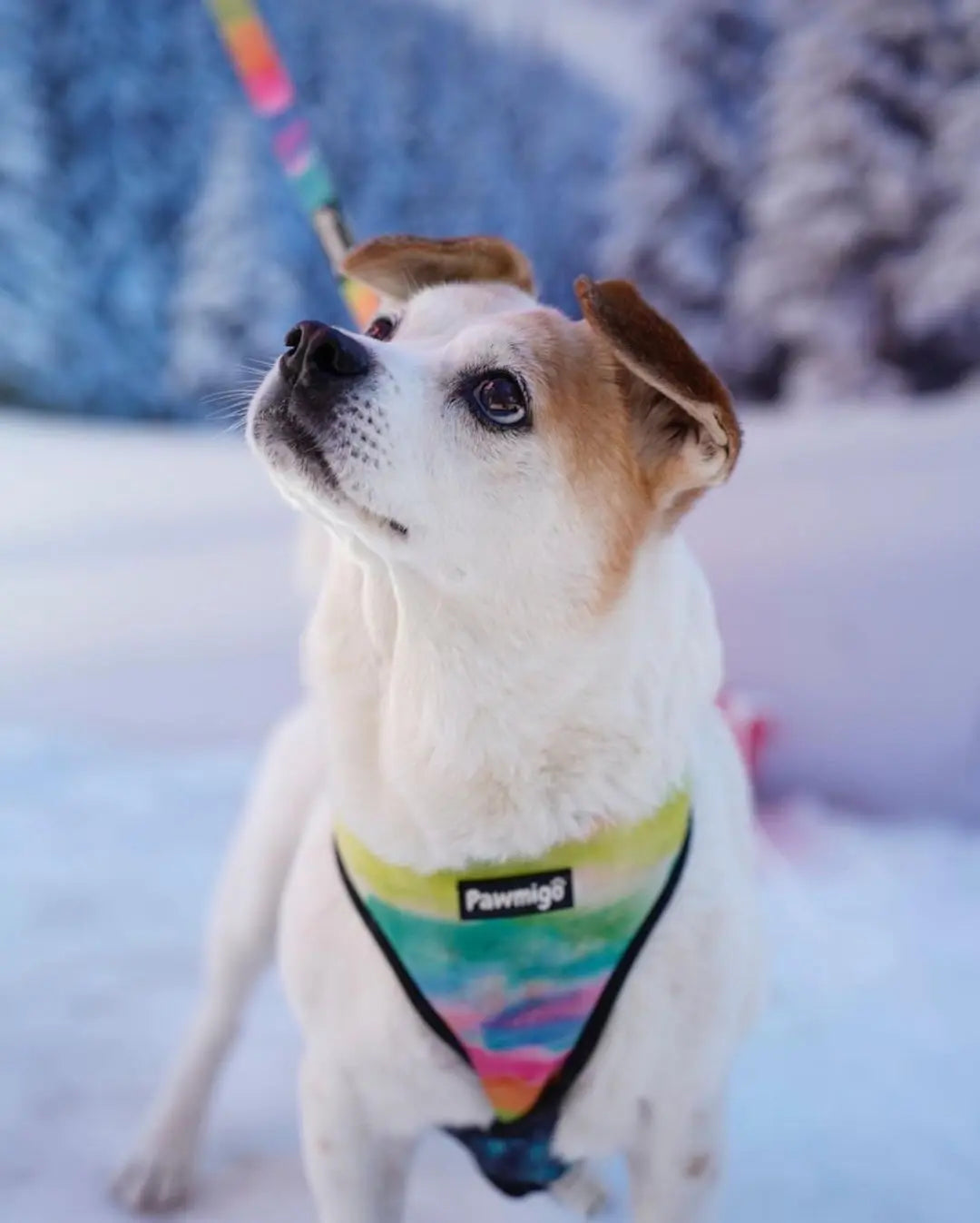 Tie-Dye For Reversible Harness Pawmigo