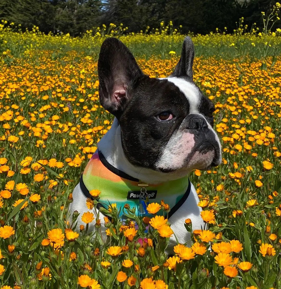 Tie-Dye For Reversible Harness Pawmigo