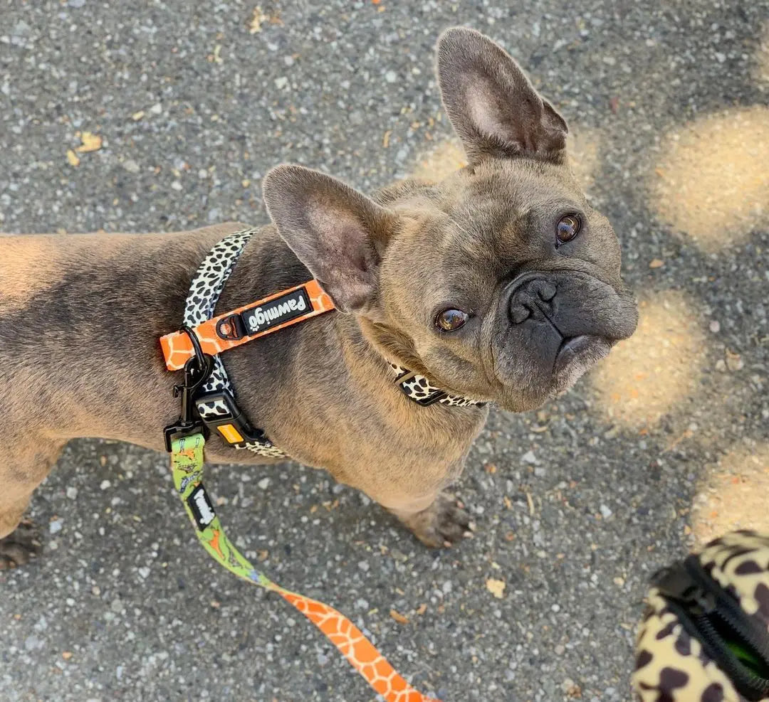 Wild Thing Free-Fit Harness Pawmigo