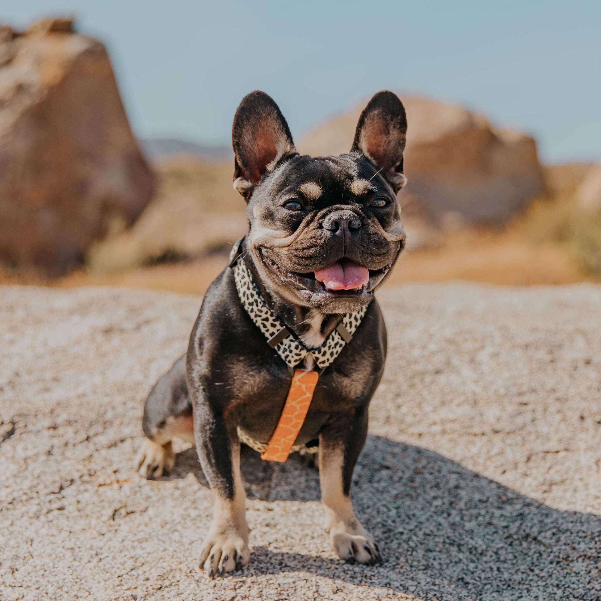 Wild Thing Free-Fit Harness Pawmigo