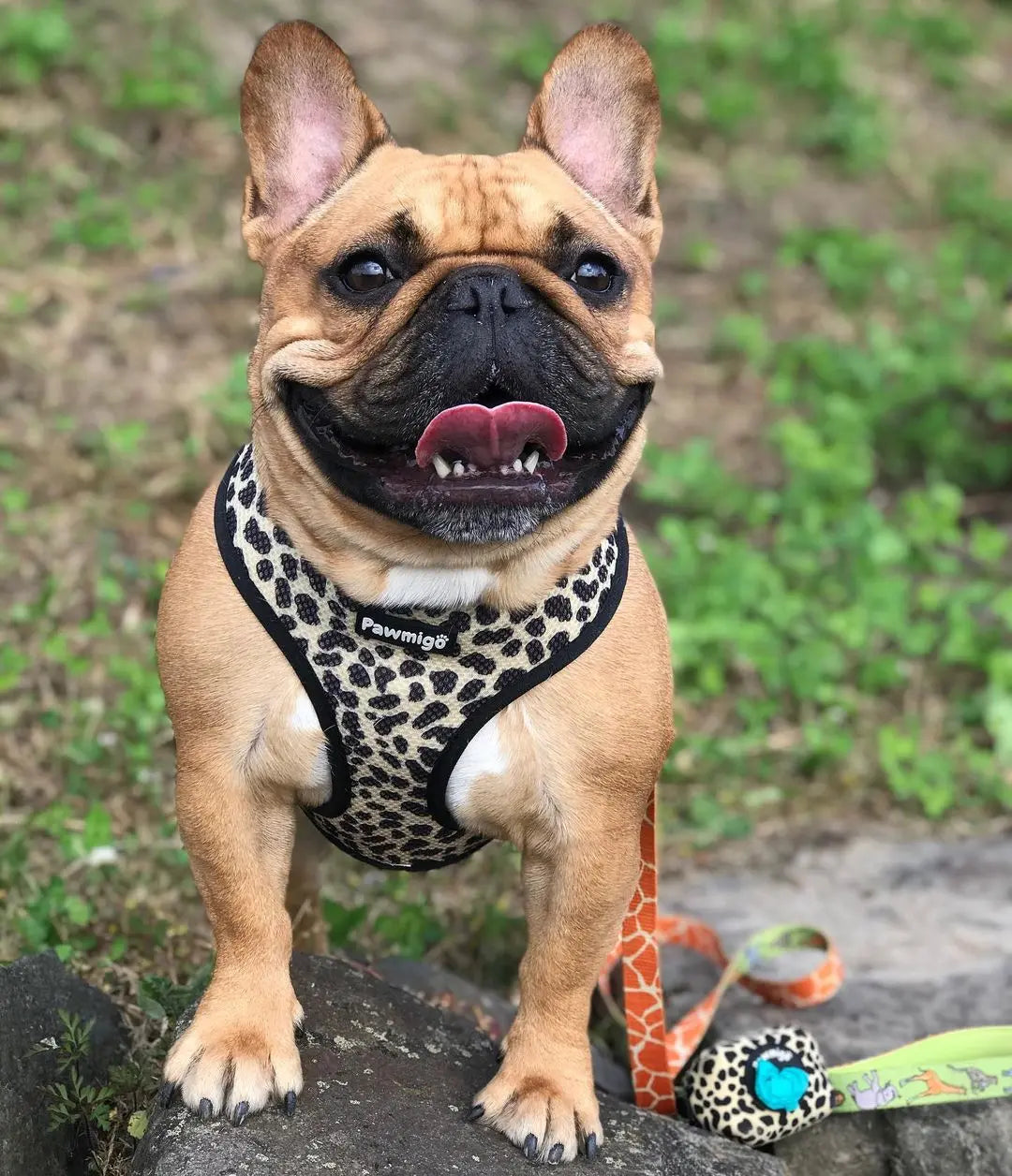 Wild Thing Leash Kit Pawmigo