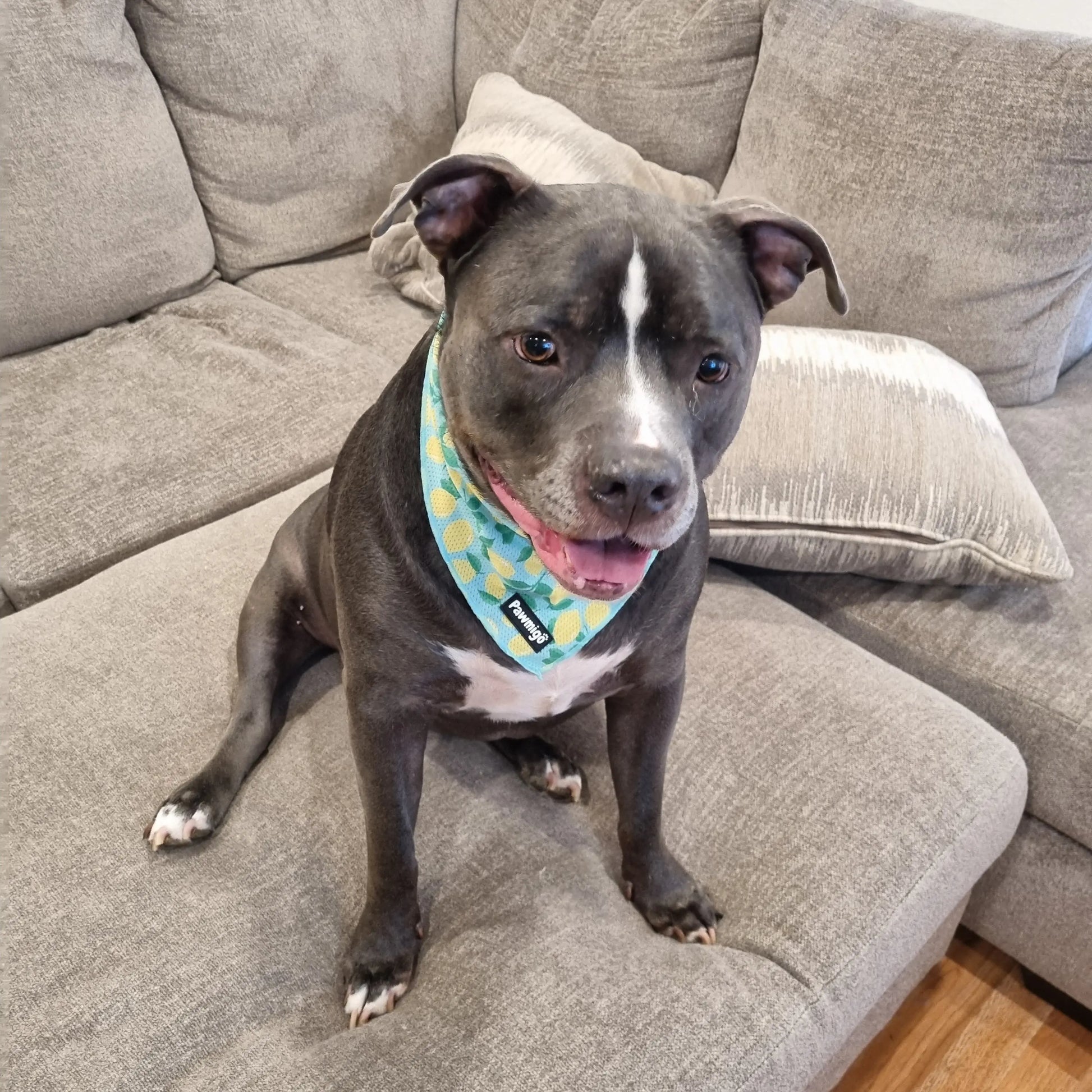 Worth The Squeeze Cooling Bandana Pawmigo