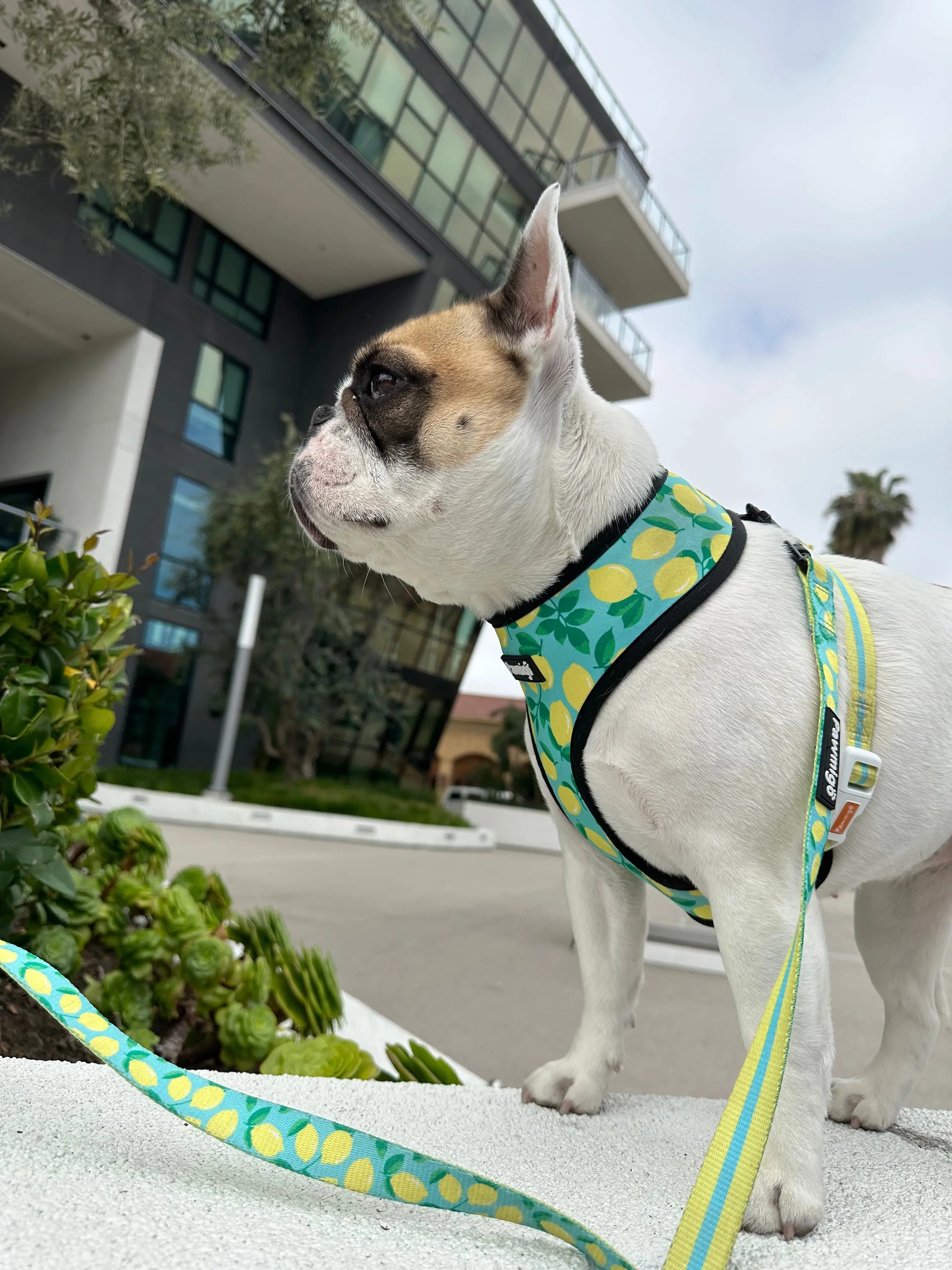 Worth The Squeeze Reversible Harness Pawmigo