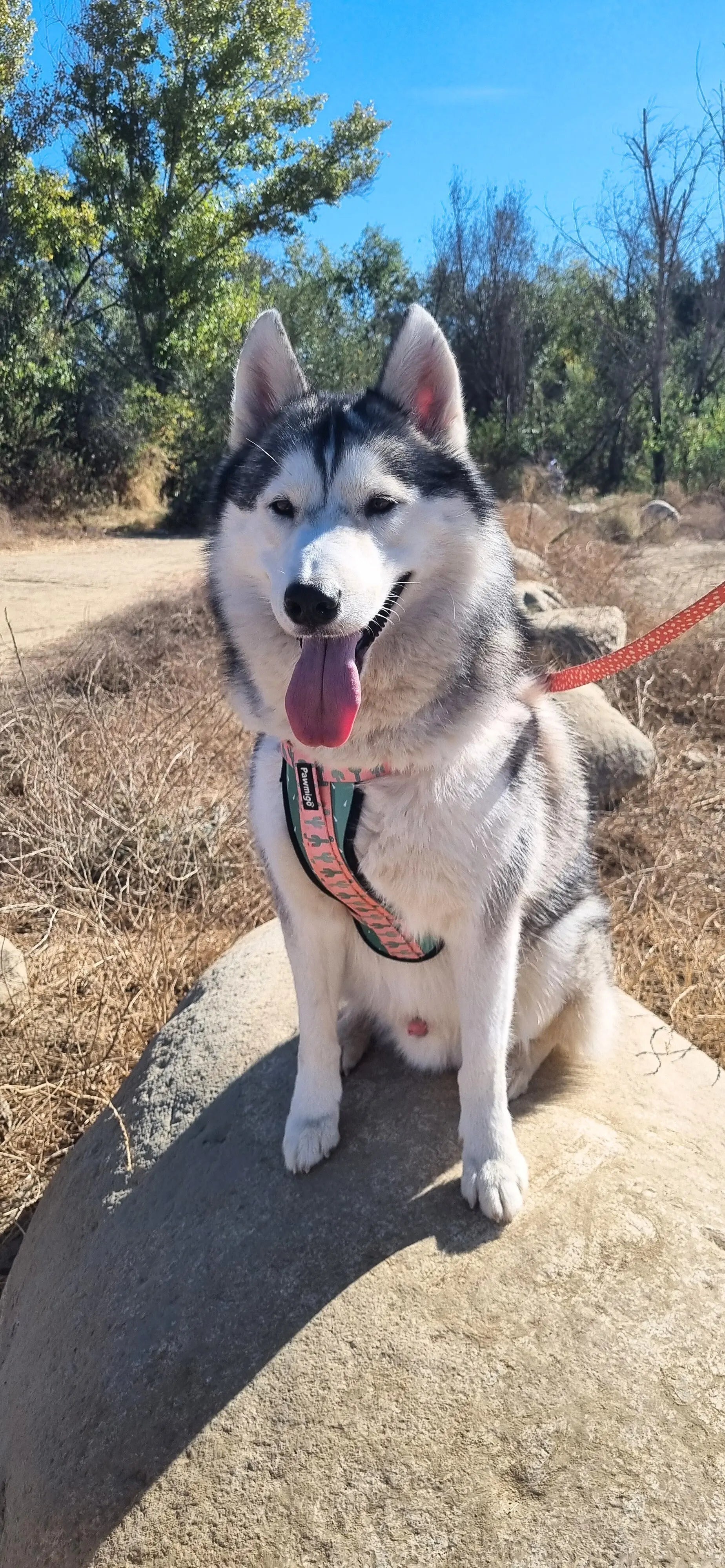 Succa For You X-Fit Harness Pawmigo