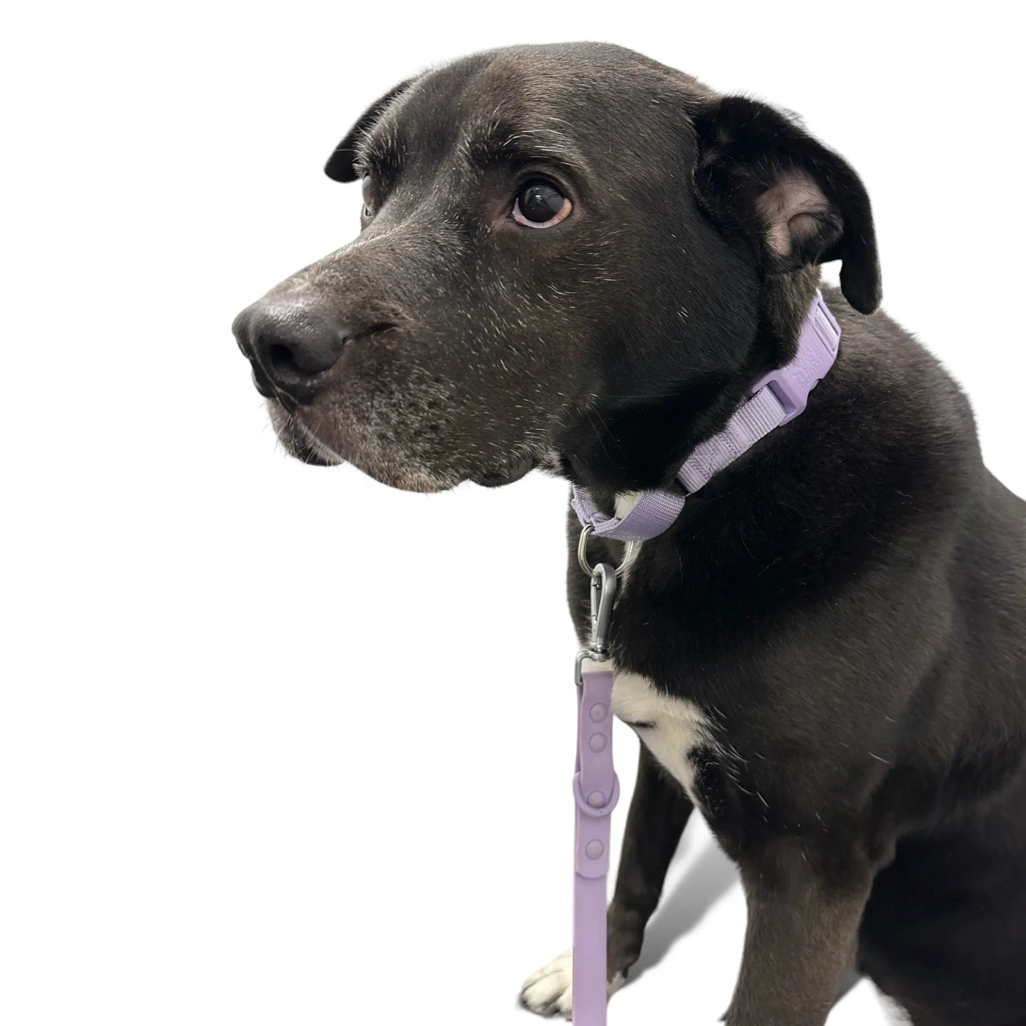 Martingale Dog Collar - K9 Outdoors