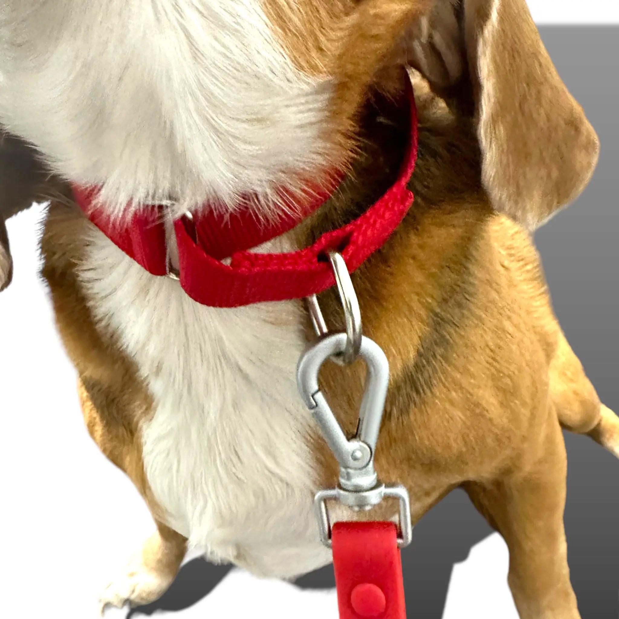 Martingale Dog Collar - K9 Outdoors