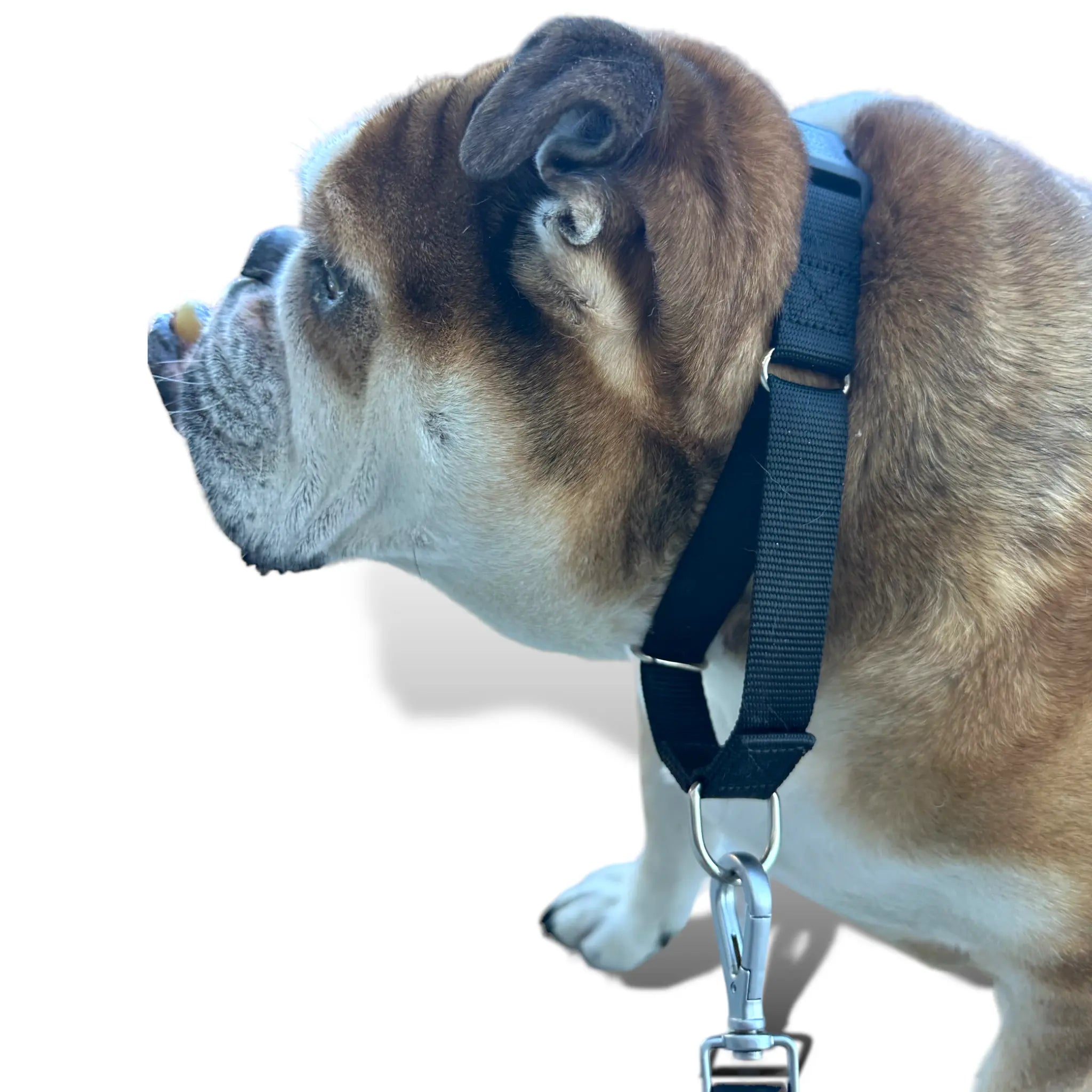 Martingale Dog Collar - K9 Outdoors