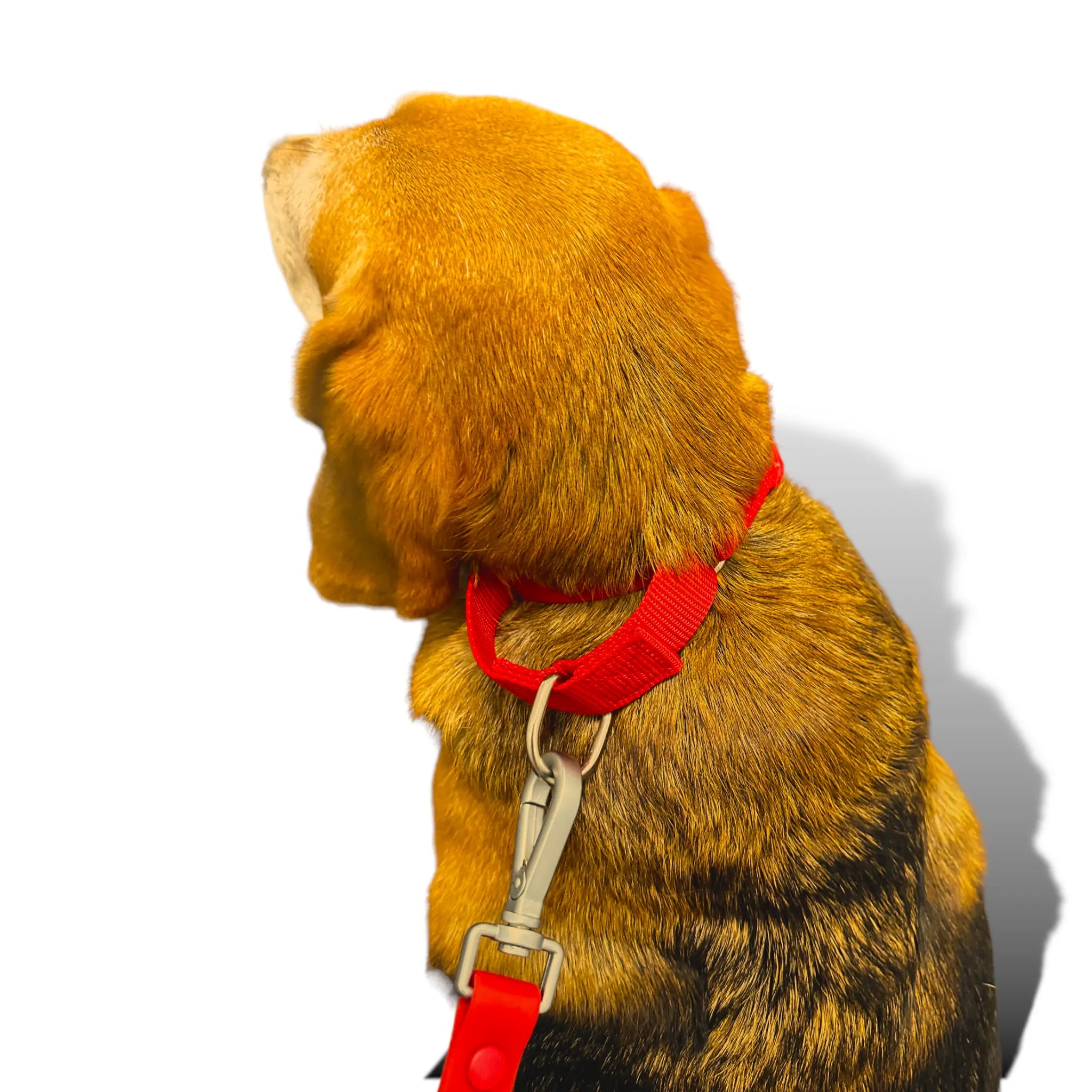 Martingale Dog Collar - K9 Outdoors