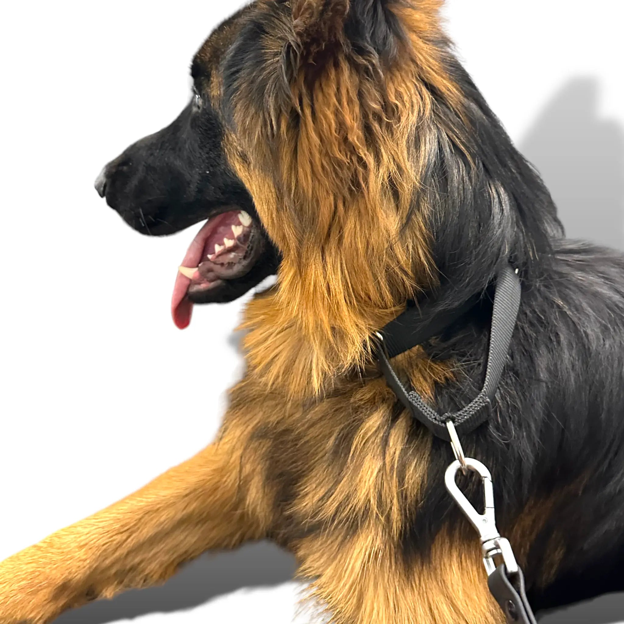 Martingale Dog Collar - K9 Outdoors