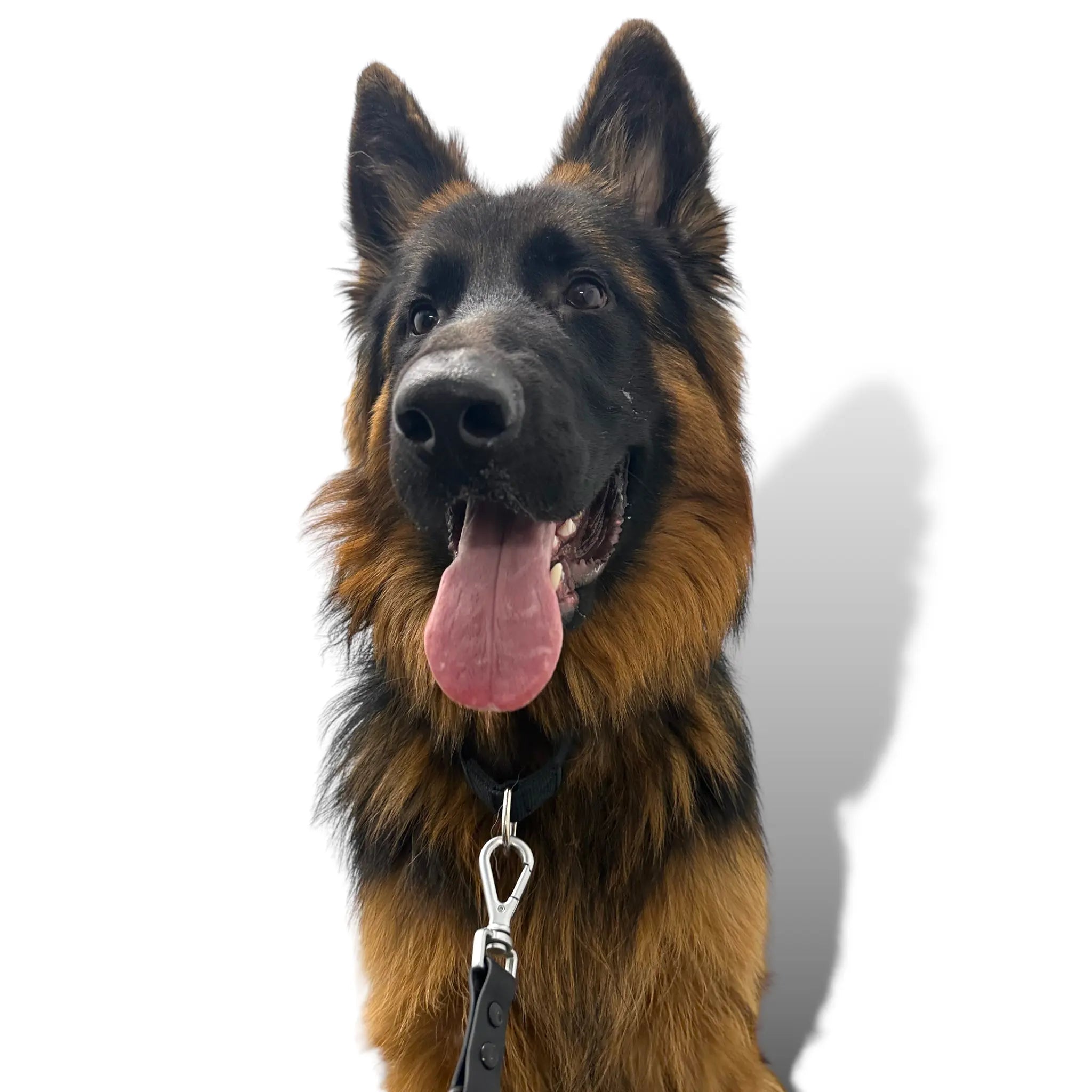 Martingale Dog Collar - K9 Outdoors