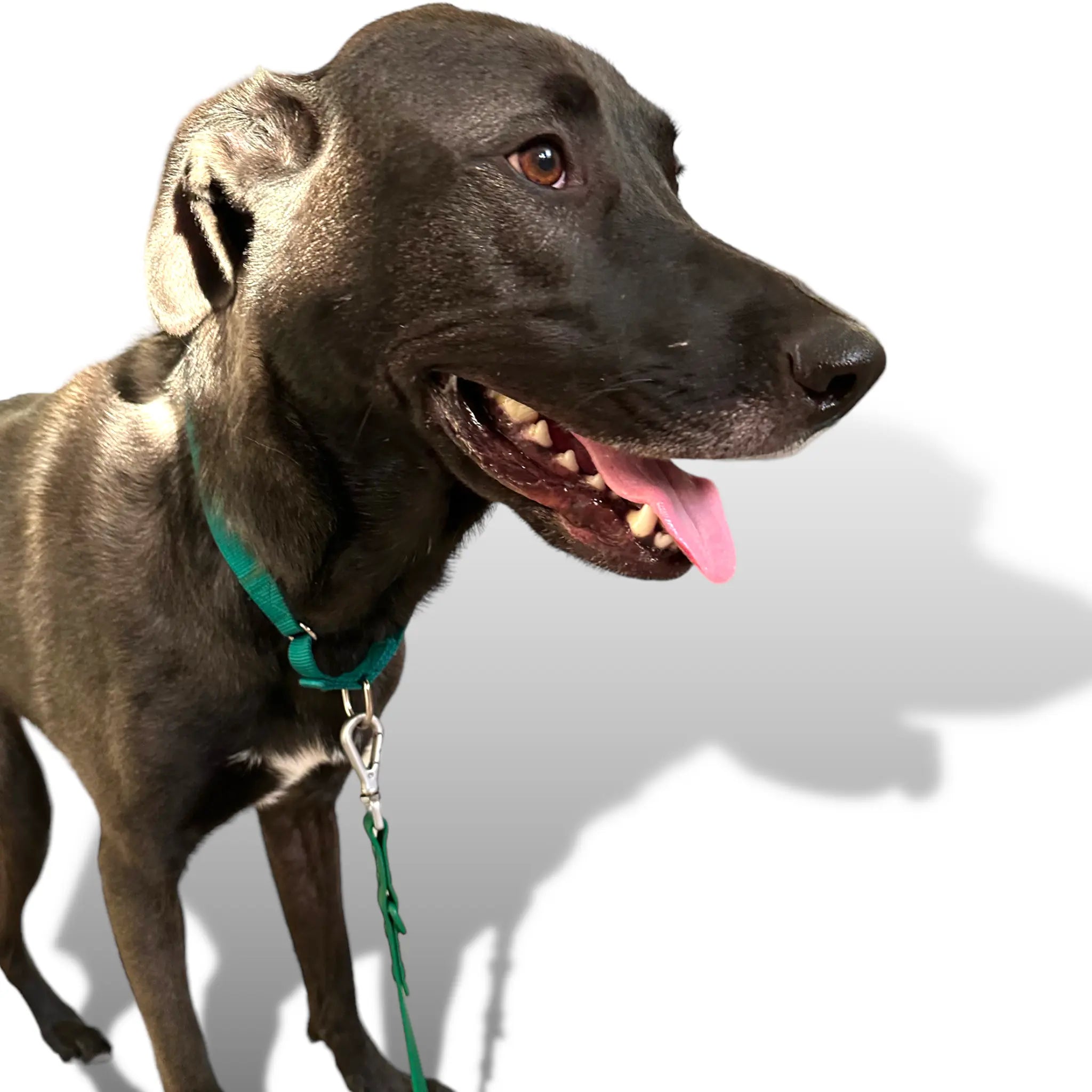 Martingale Dog Collar - K9 Outdoors