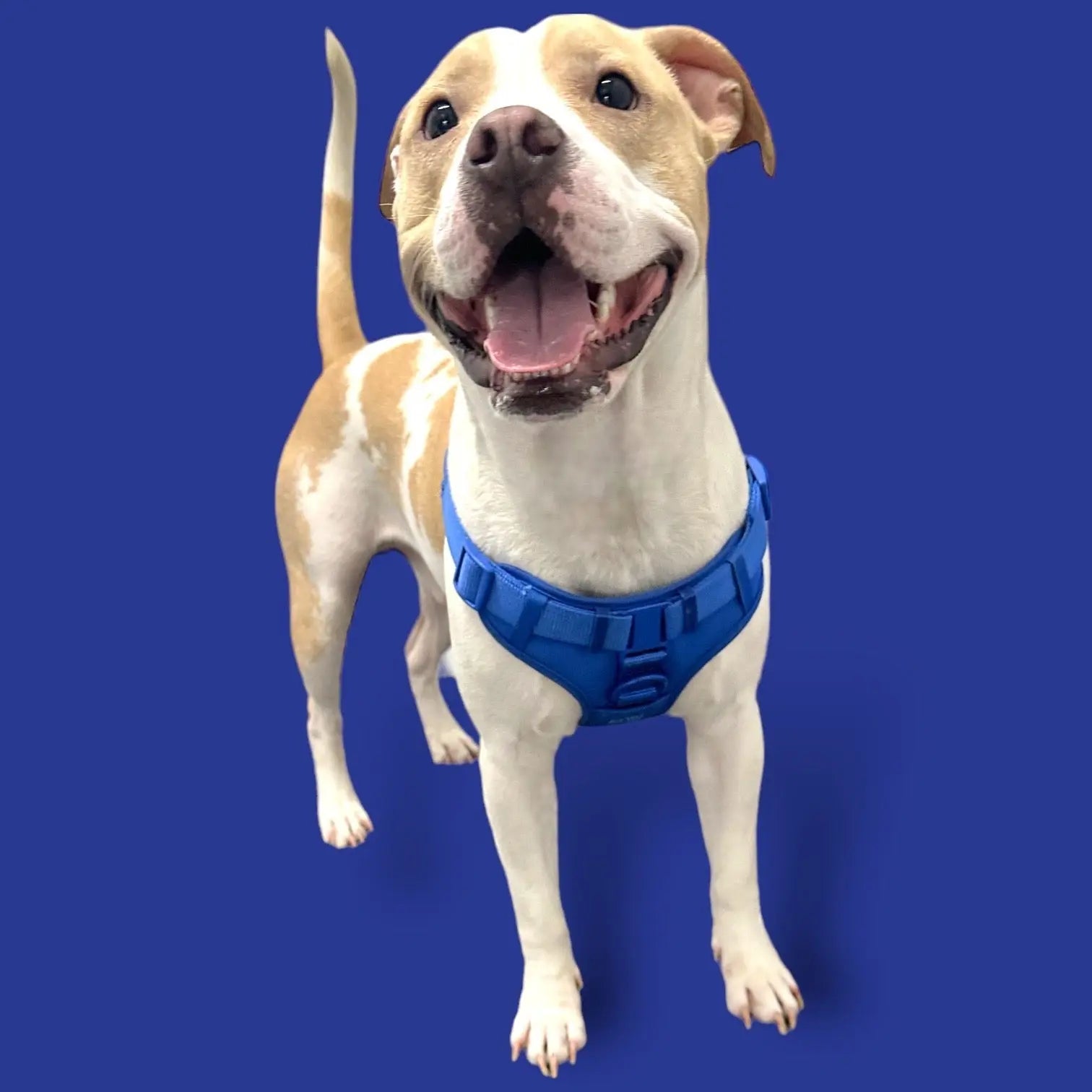 Step In Dog Harness - K9 Outdoors