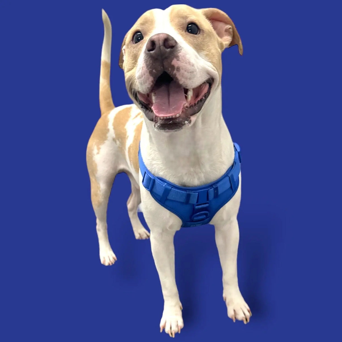 Step In Dog Harness