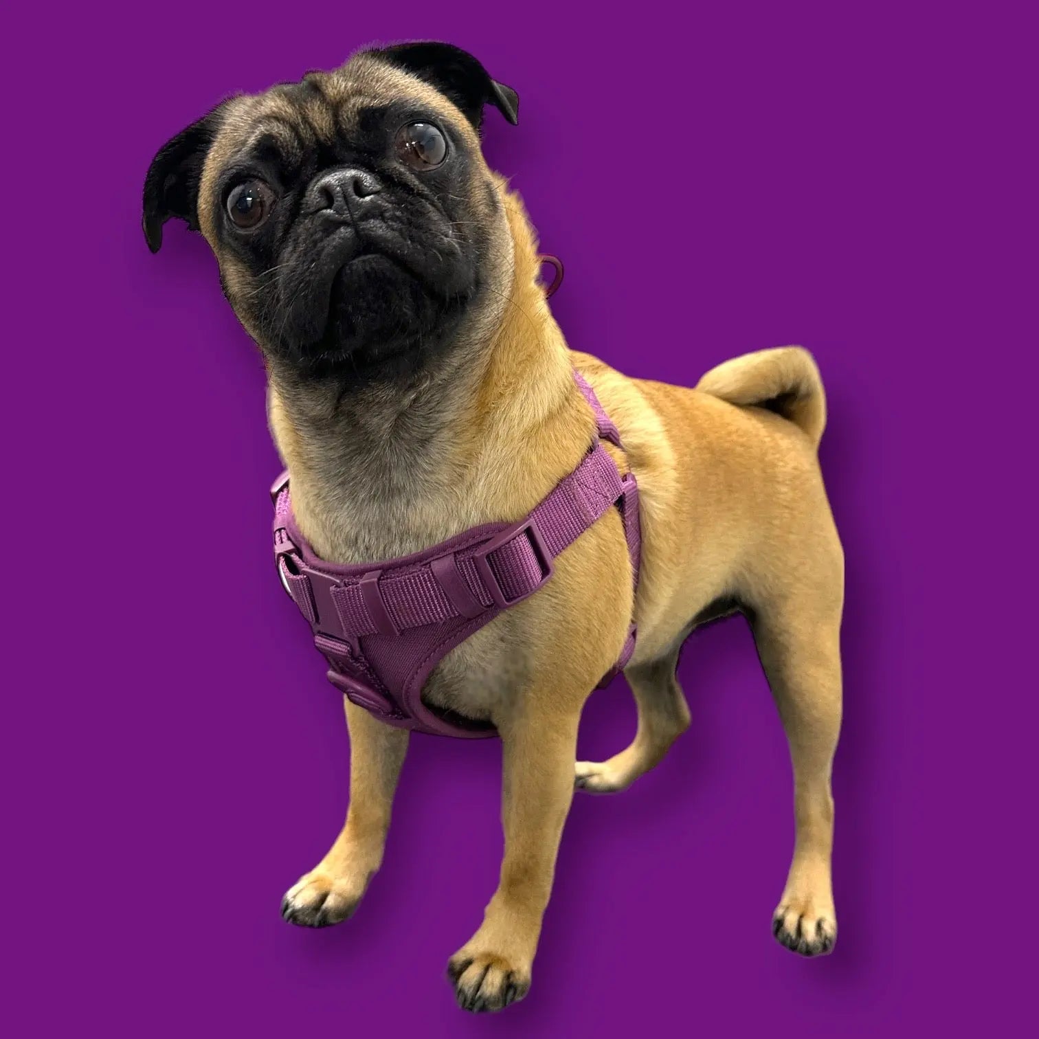 Step In Dog Harness - K9 Outdoors