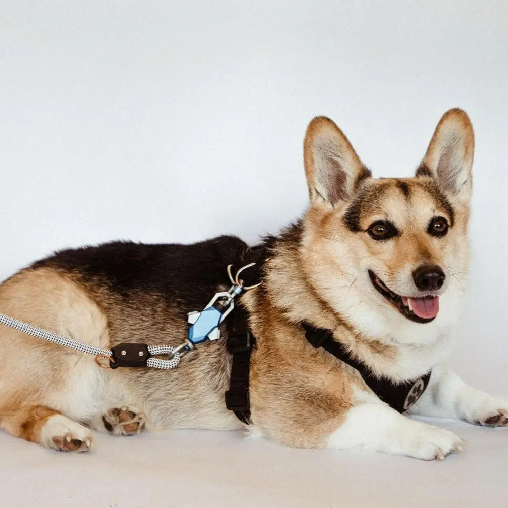 Patented Magnetic Dog Leash - One-Hand Connect & Release Up Dog Shop