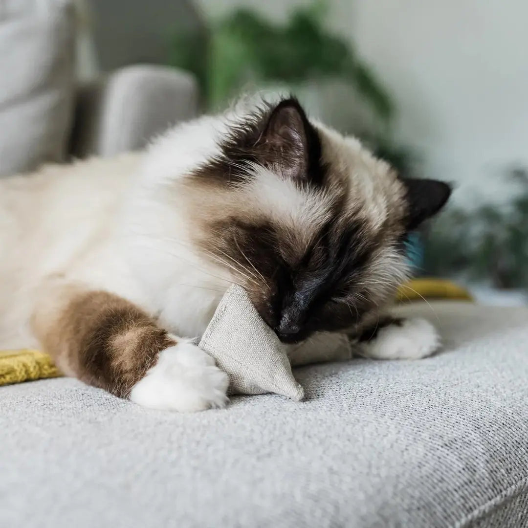 Boba & Vespa Catnip Pyramid Toy in Cotton and Hemp with Buckwheat for Crinkles The Kind Pet