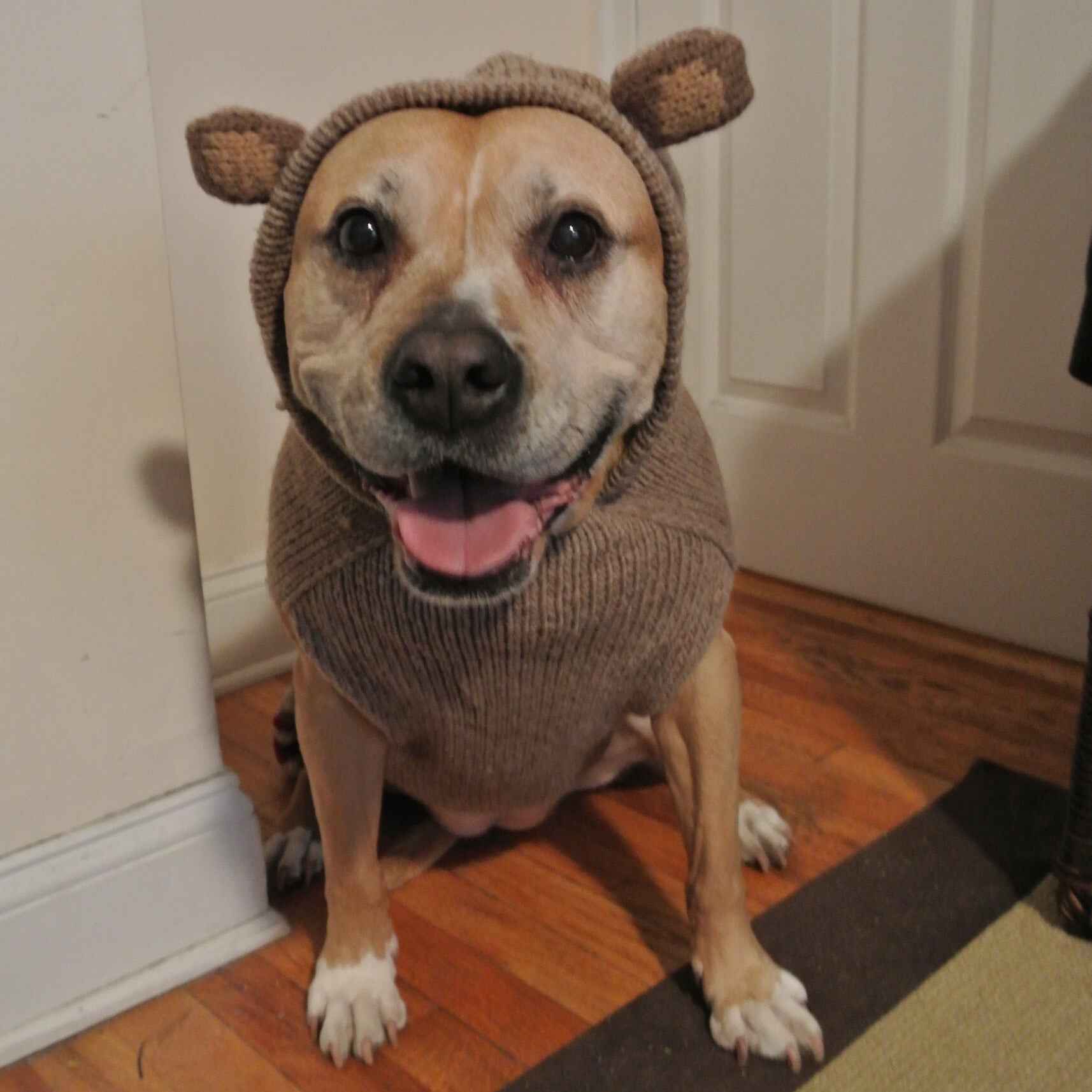 Monkey Hoodie Dog Sweater