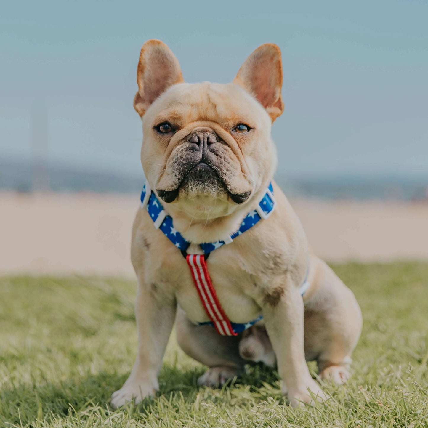 Red, White & Bark Free-Fit Harness Pawmigo