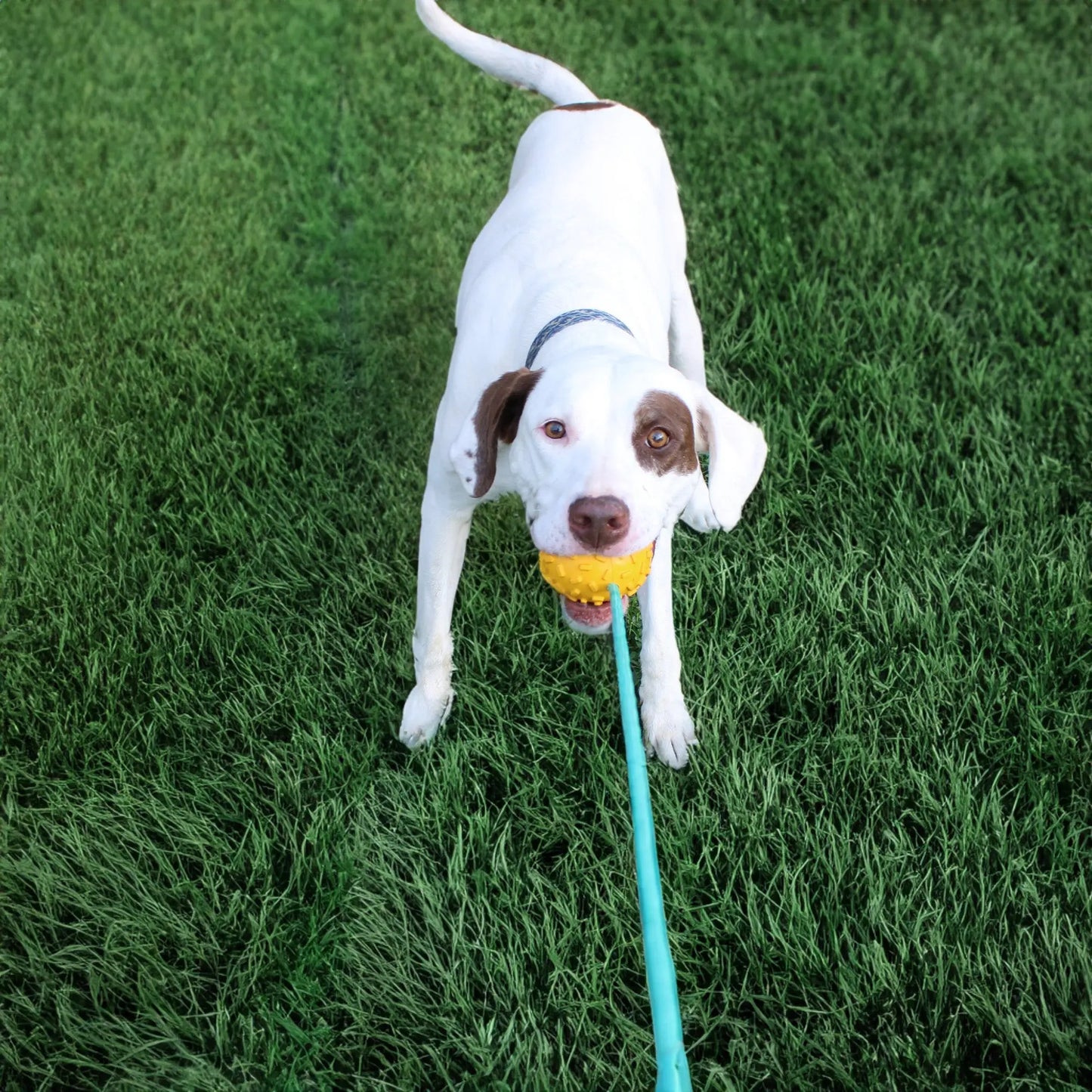 Mako Treat n Chew Rope Toy Alpha Pak