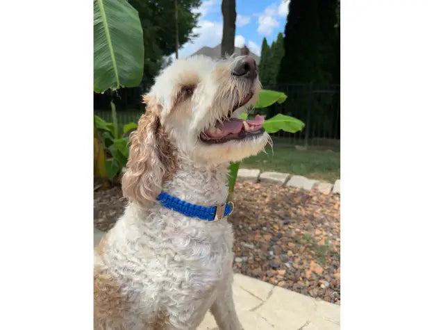 Cobra Braid in Royal Blue - Handmade Dog Collar Pawsh Pup Co.
