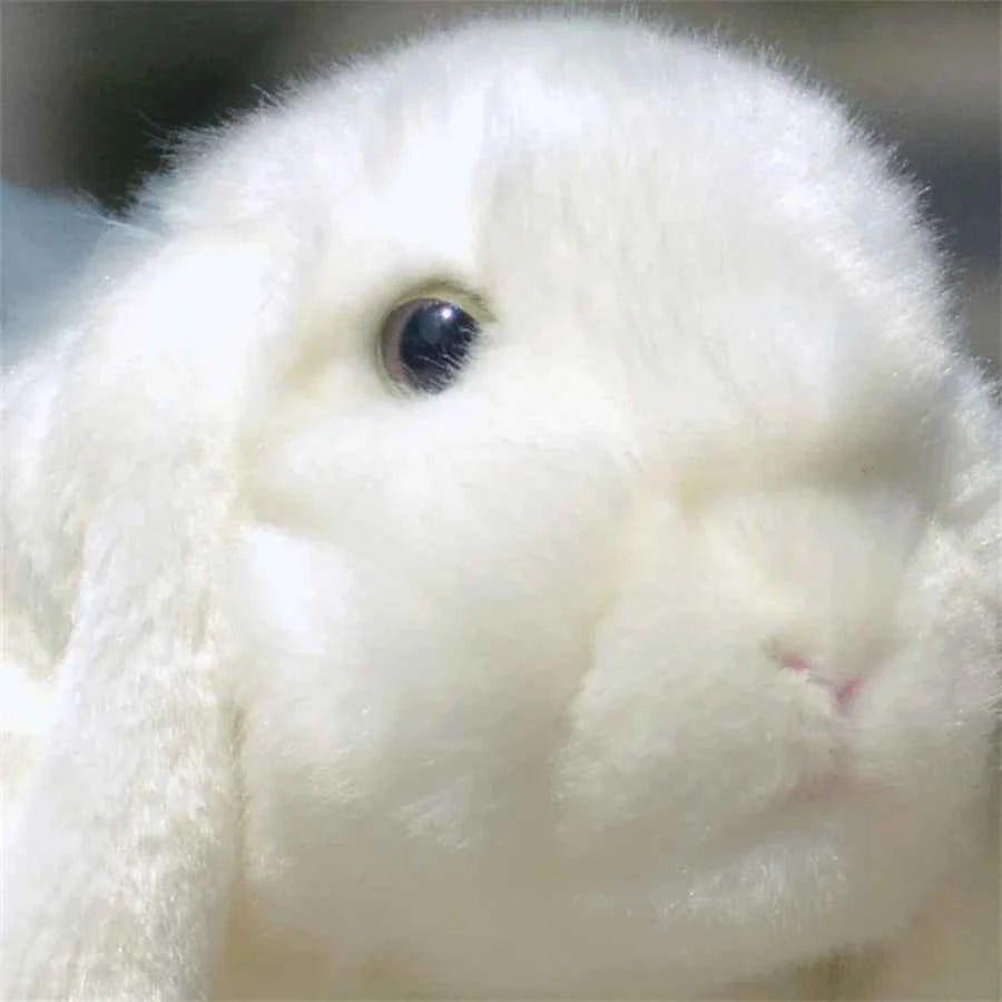 Realistic Lop Ear Rabbit Plush Toy, Lop Rabbit Plushie, Lifelike White Brown Bunny Stuffed Animal, Holland Lop Simulation Doll