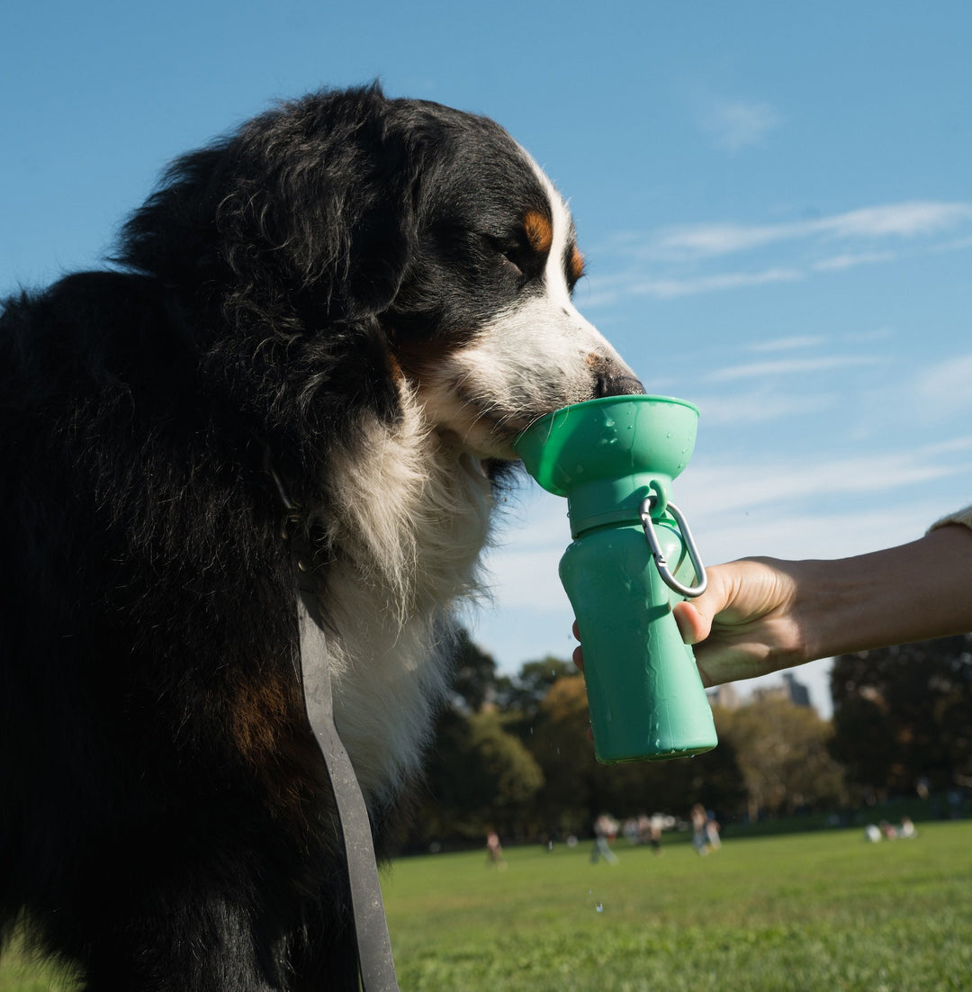 20oz Flip Travel Dog Water Bottle