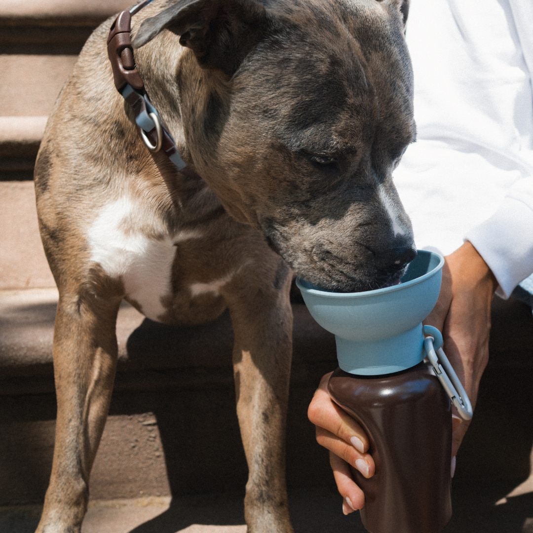 Waterproof Dog Collar
