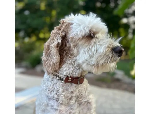 Fishtail Hand Braided Dog Collar in Tan & Cream Pawsh Pup Co.