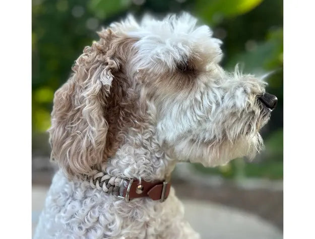 Fishtail Hand Braided Dog Collar in Tan & Cream Pawsh Pup Co.