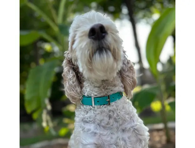 Fishtail Hand Braided Dog Collar in Teal & Cream