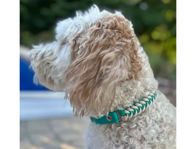 Fishtail Hand Braided Dog Collar in Teal & Cream